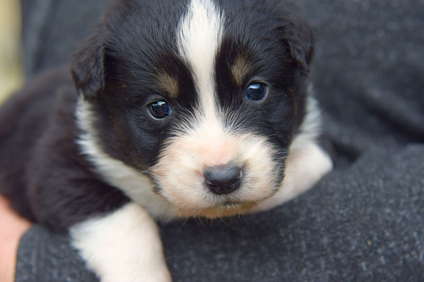Red Aussie'Rise - Chiots disponibles - Berger Australien