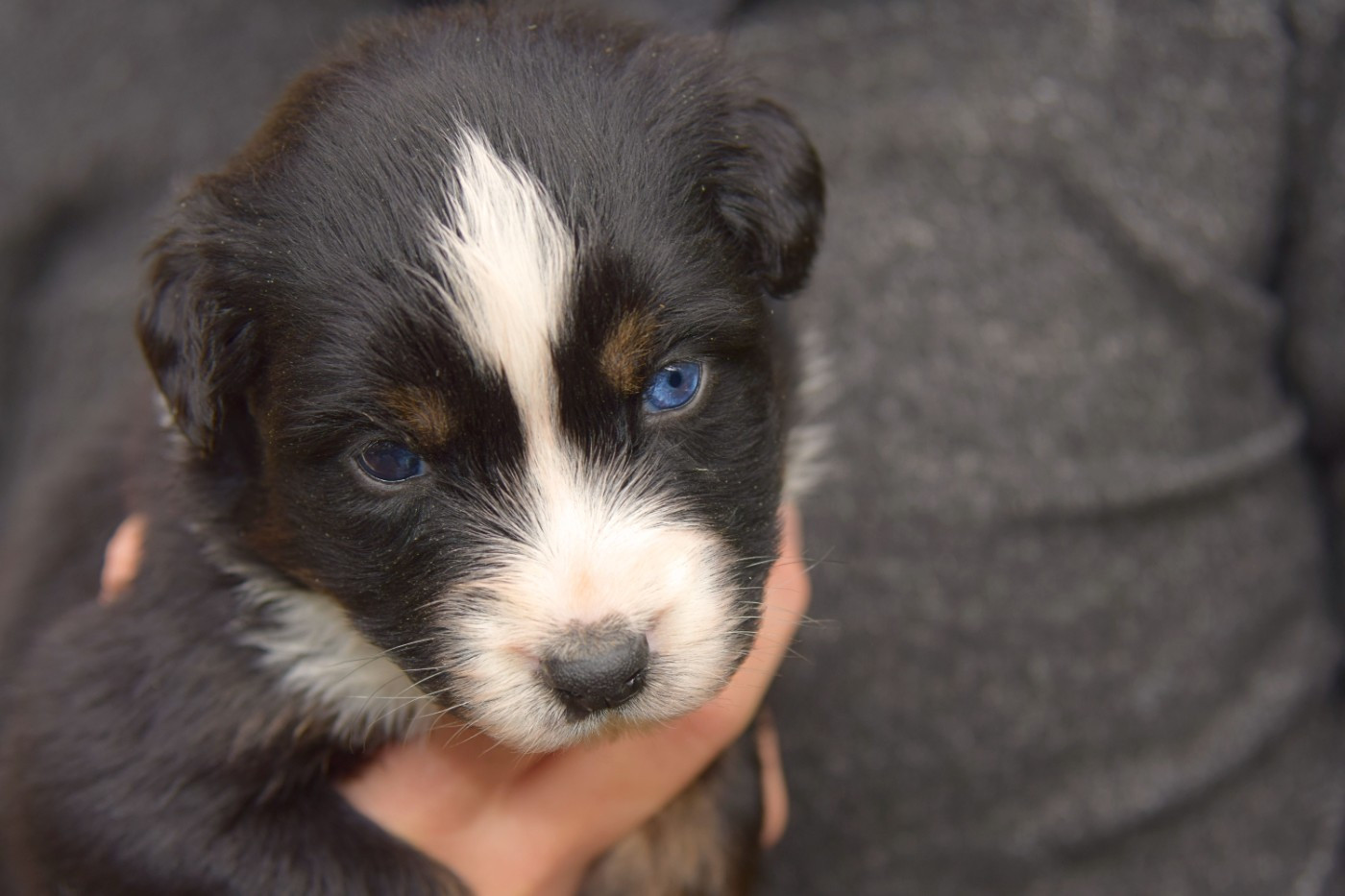 Red Aussie'Rise - Chiots disponibles - Berger Australien