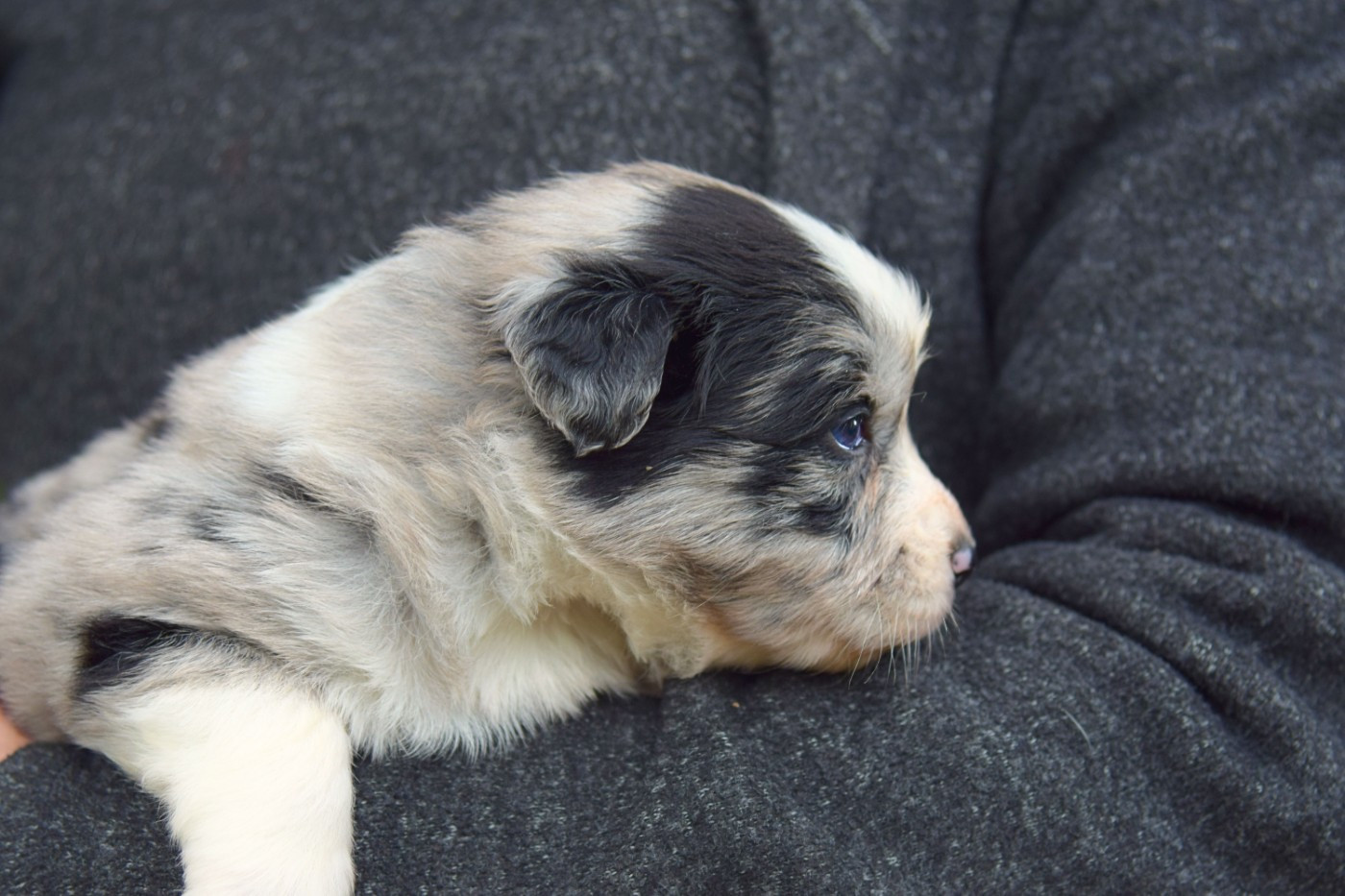Red Aussie'Rise - Chiots disponibles - Berger Australien