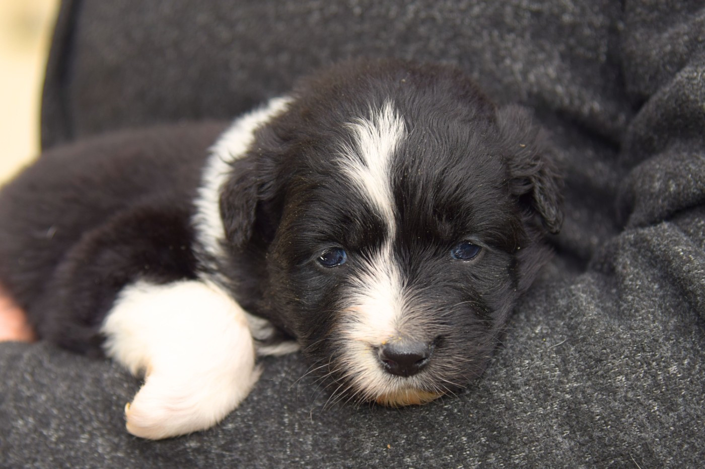 Red Aussie'Rise - Chiots disponibles - Berger Australien