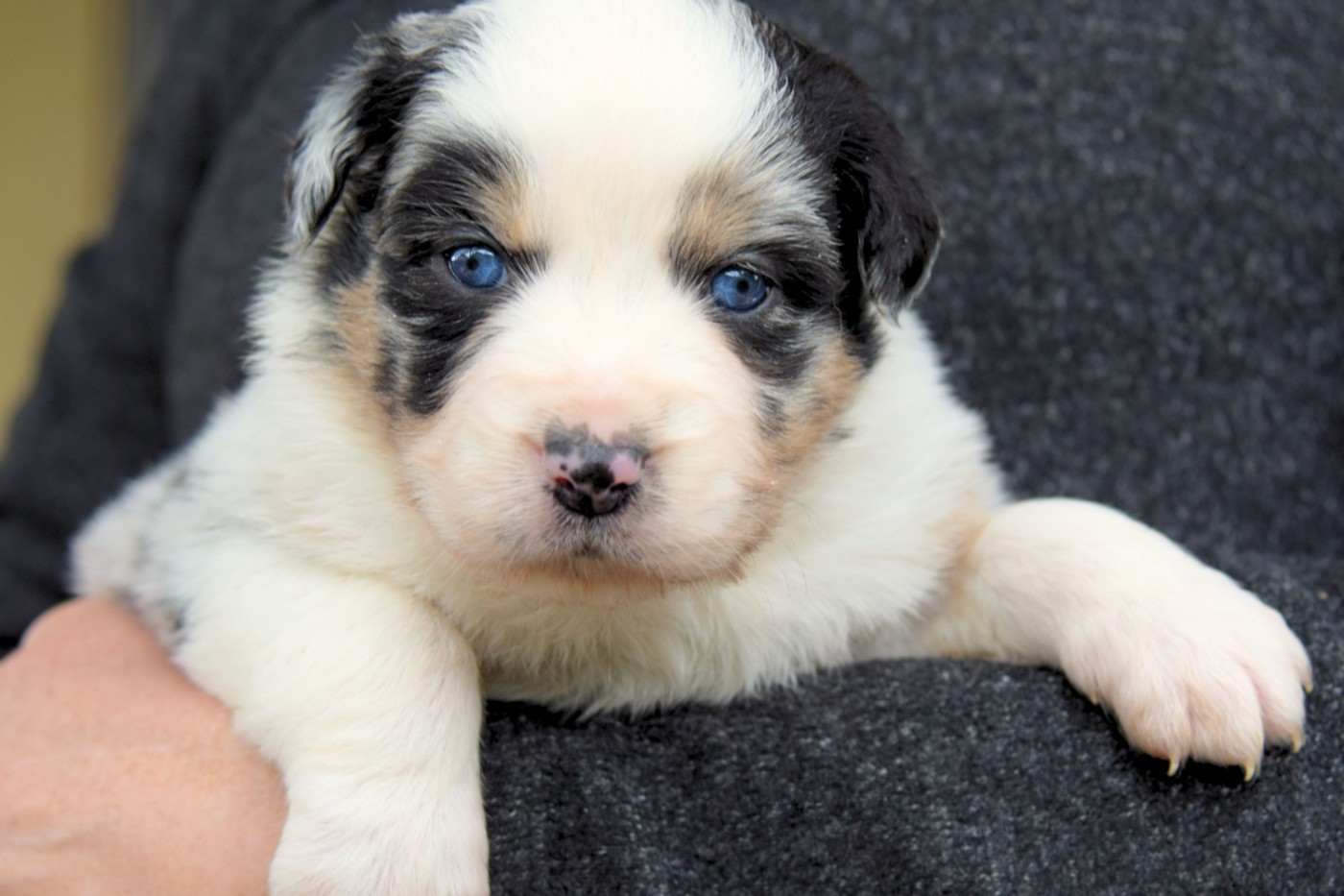 Red Aussie'Rise - Chiots disponibles - Berger Australien