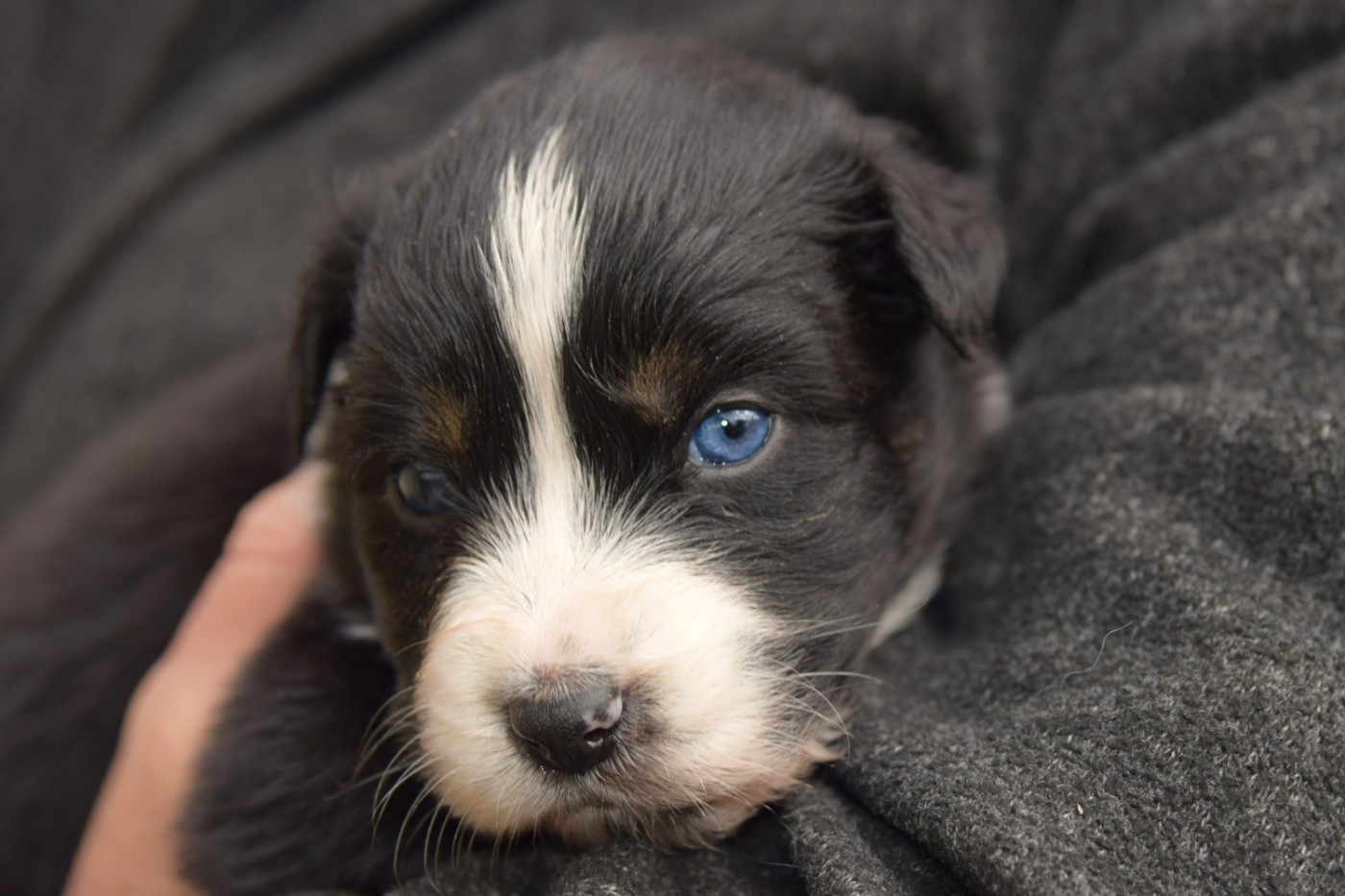 Red Aussie'Rise - Chiots disponibles - Berger Australien