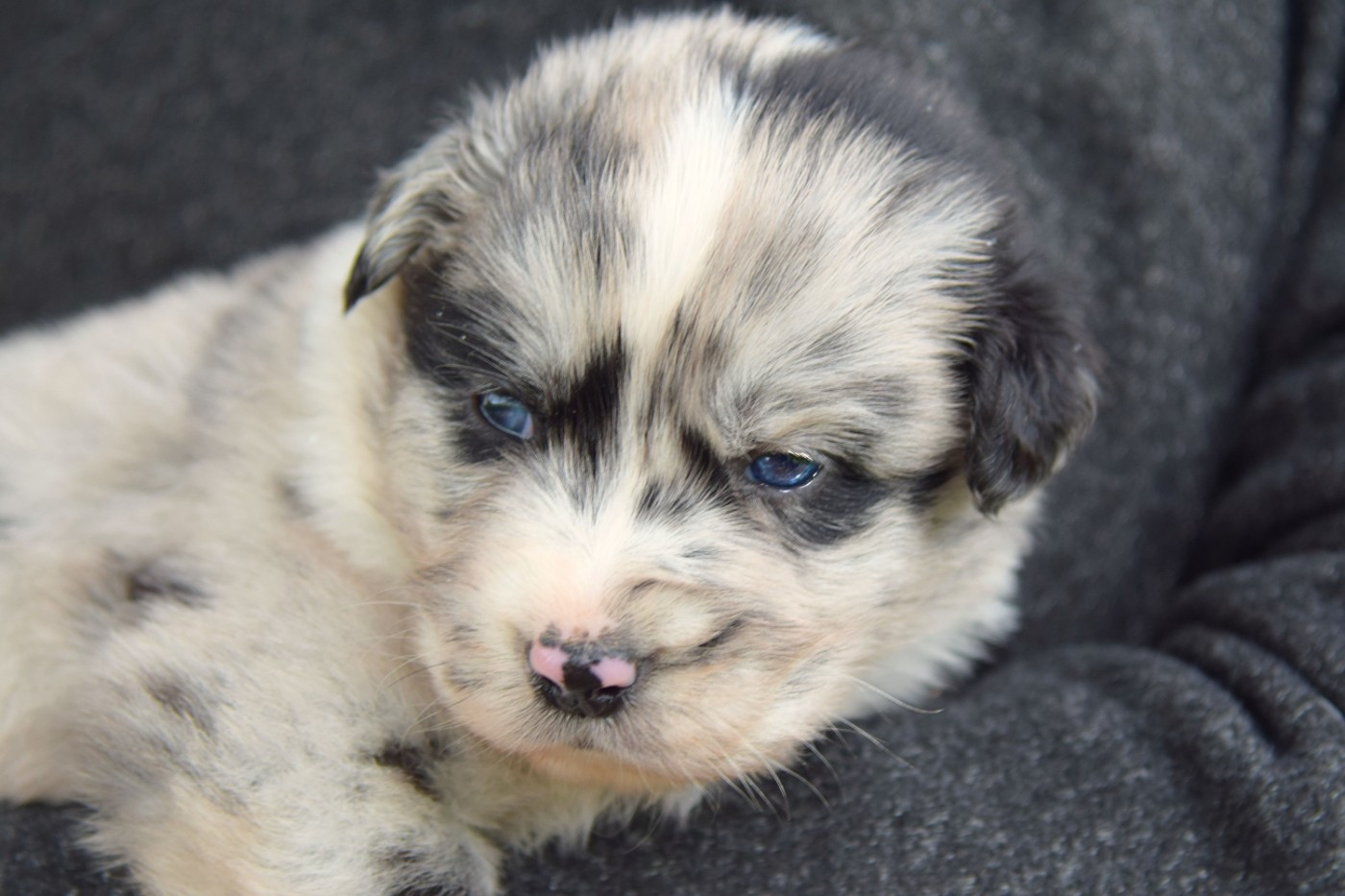Red Aussie'Rise - Chiots disponibles - Berger Australien