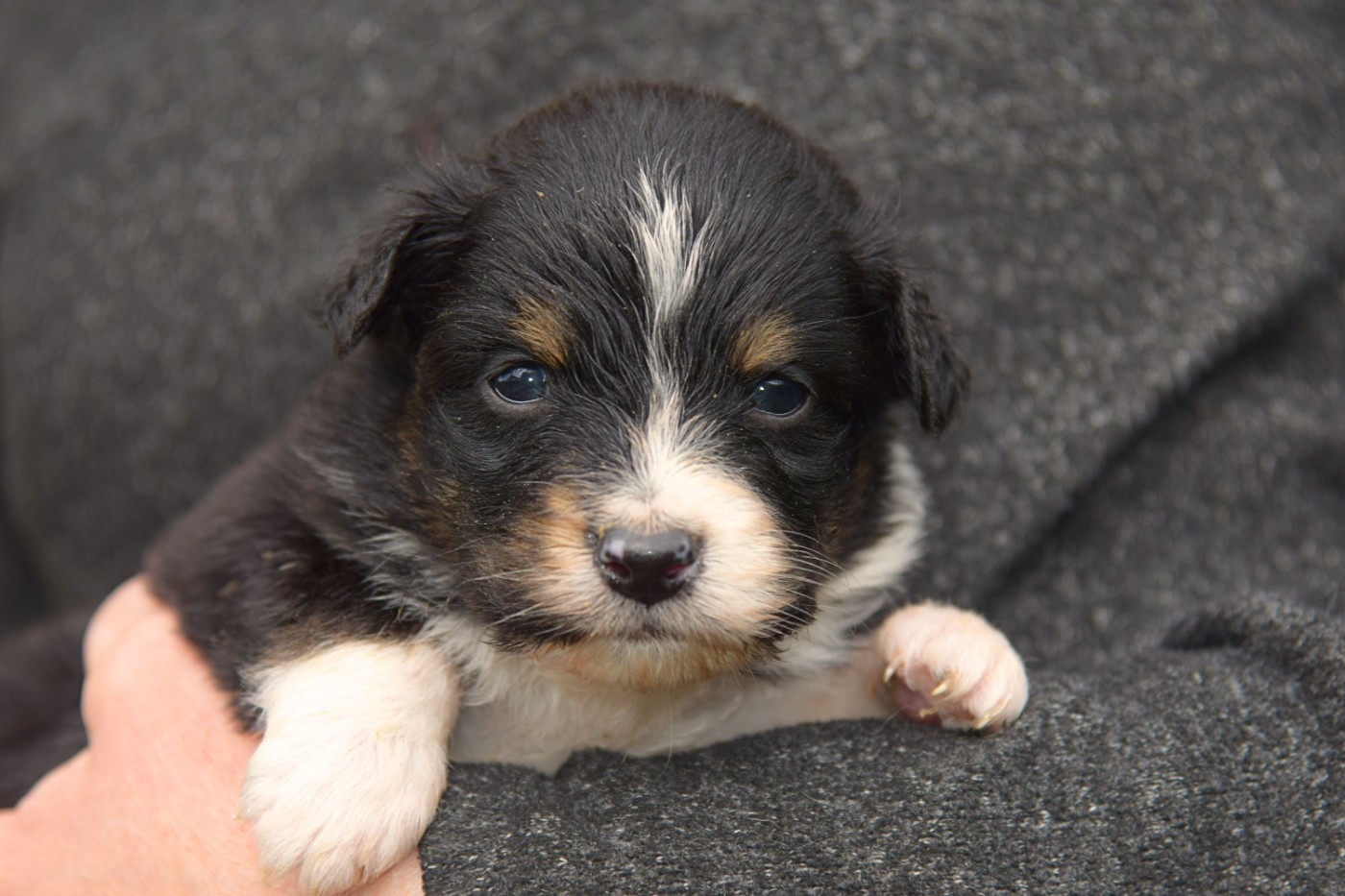 Red Aussie'Rise - Chiots disponibles - Berger Australien