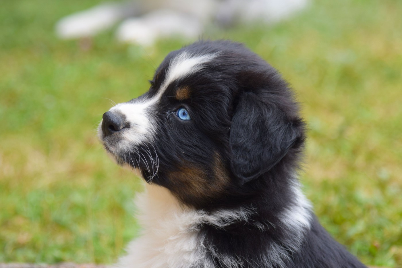 Red Aussie'Rise - Chiots disponibles - Berger Australien