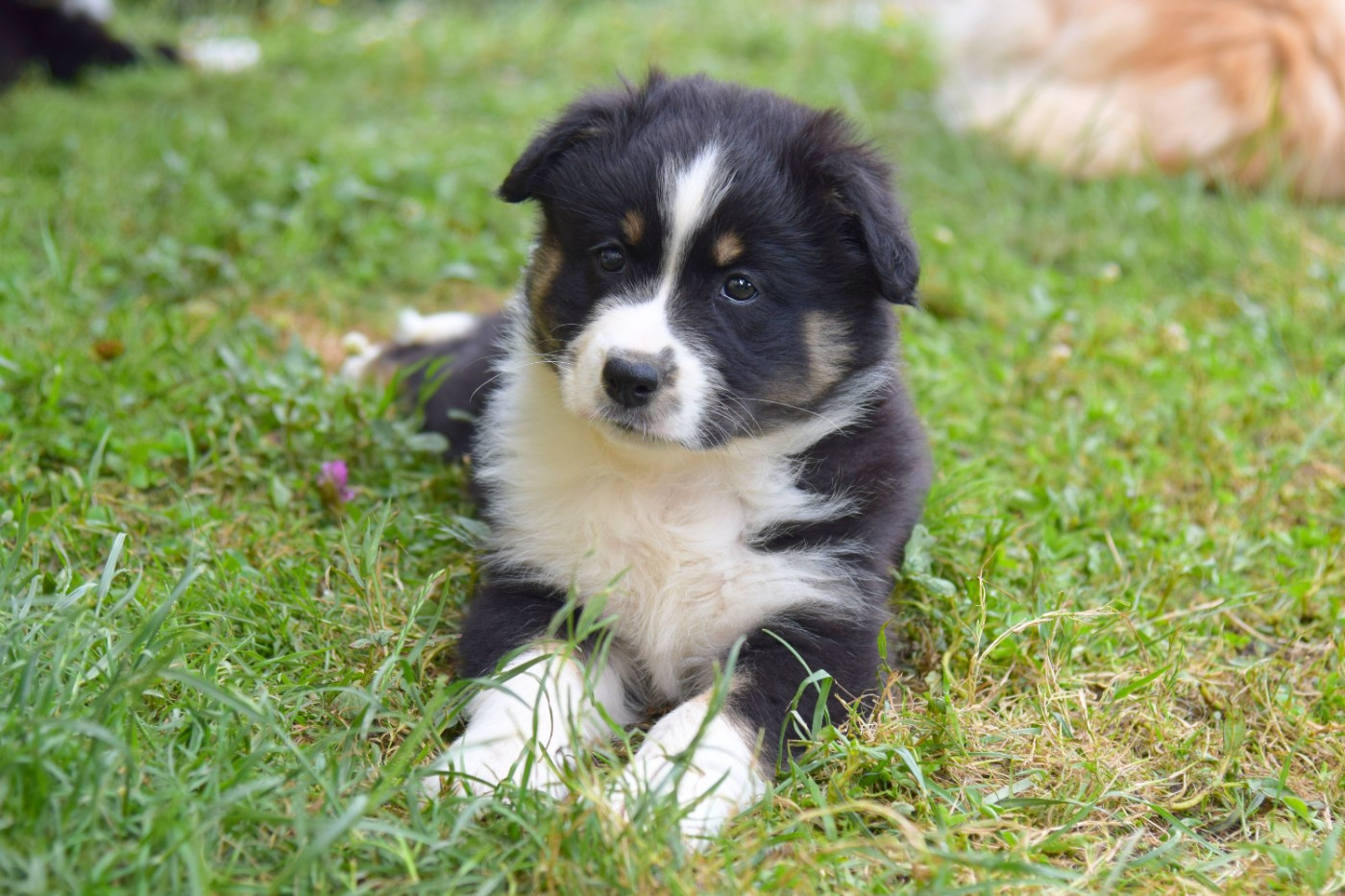 Red Aussie'Rise - Chiots disponibles - Berger Australien